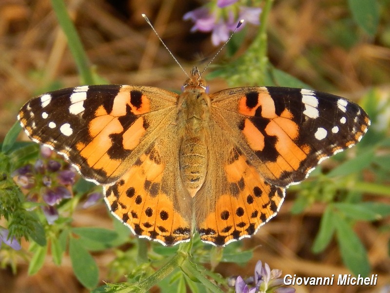 Vanessa cardui